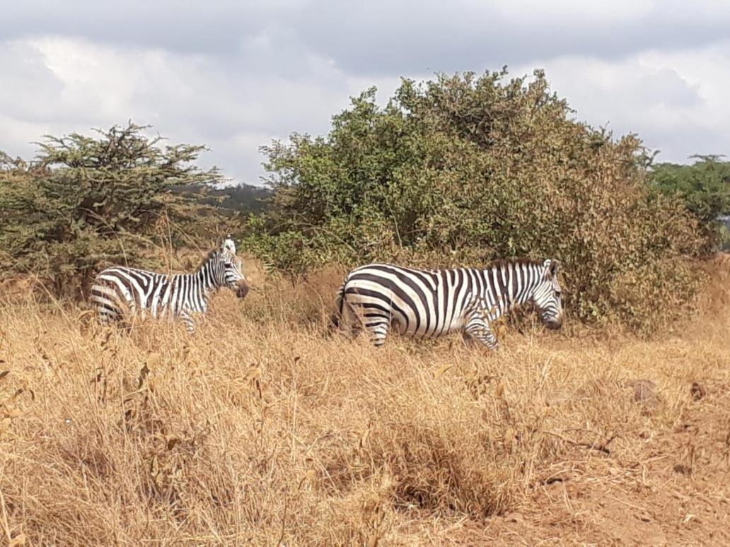 Royalty Homes -Jkia Найроби Экстерьер фото